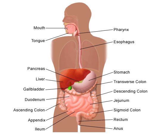 Digestive System