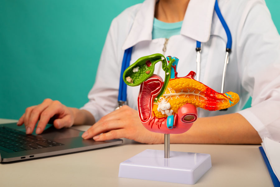 Anatomical pancreas model on work desk of doctor