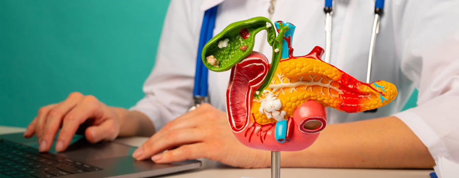 Anatomical pancreas model on work desk of doctor