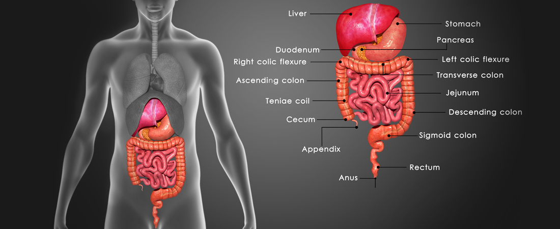 Gastrointestinal