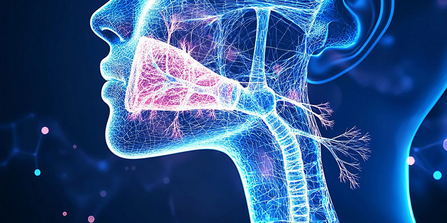 3D illustration of human anatomy, highlighting the salivary glands.