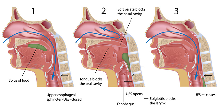 Swallowing reflex, labeled. 