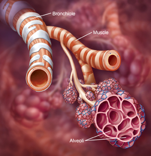 Healthy Bronchiole, Muscle, and Alveoli