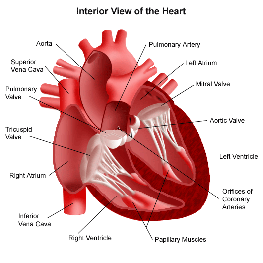 Interior View of the Heart