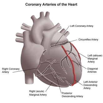 Coronary Arteries of the Heart - LIMA-LAD