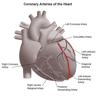 coronary artery bypass graft surgery vein harvesting utmb health