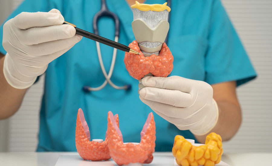 Closeup of doctor with gloved hands holding an anatomy model of a thyroid gland