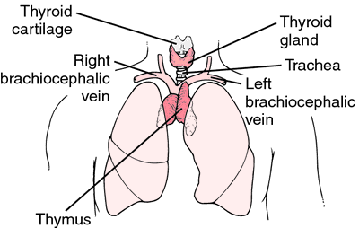 The thymus is a small organ in your upper chest, under your breastbone