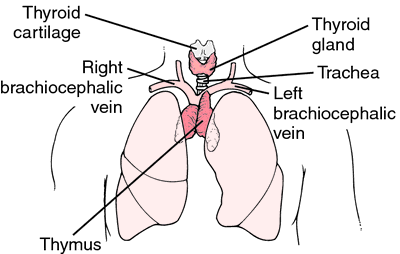 Thyroid