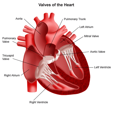 valves