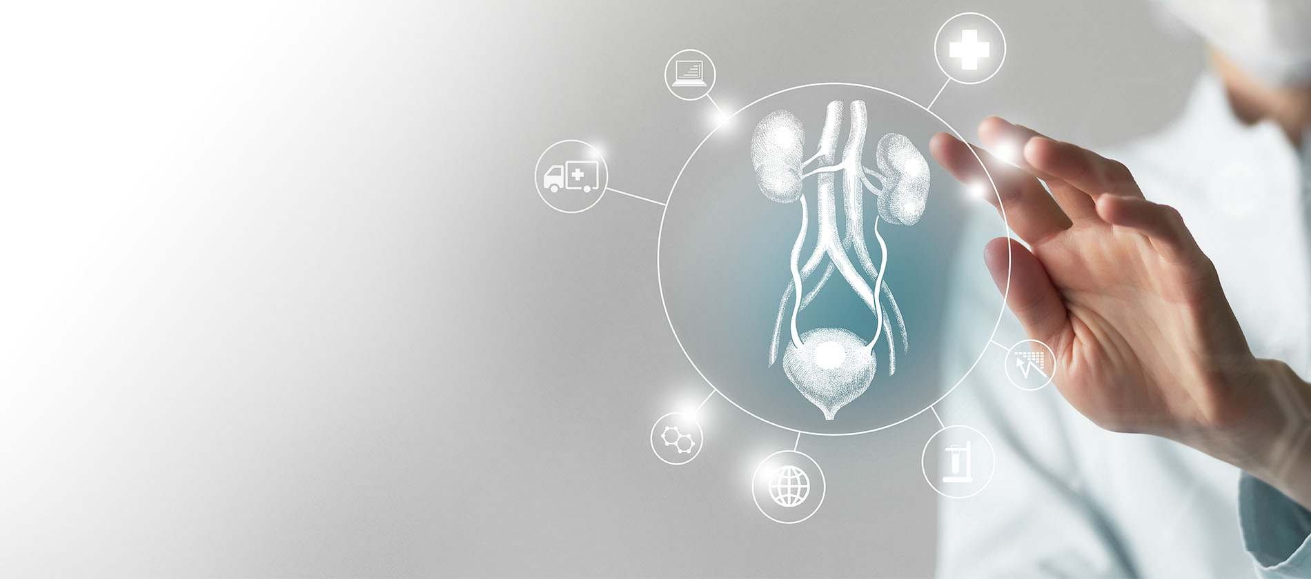 graphic of urinary tract system