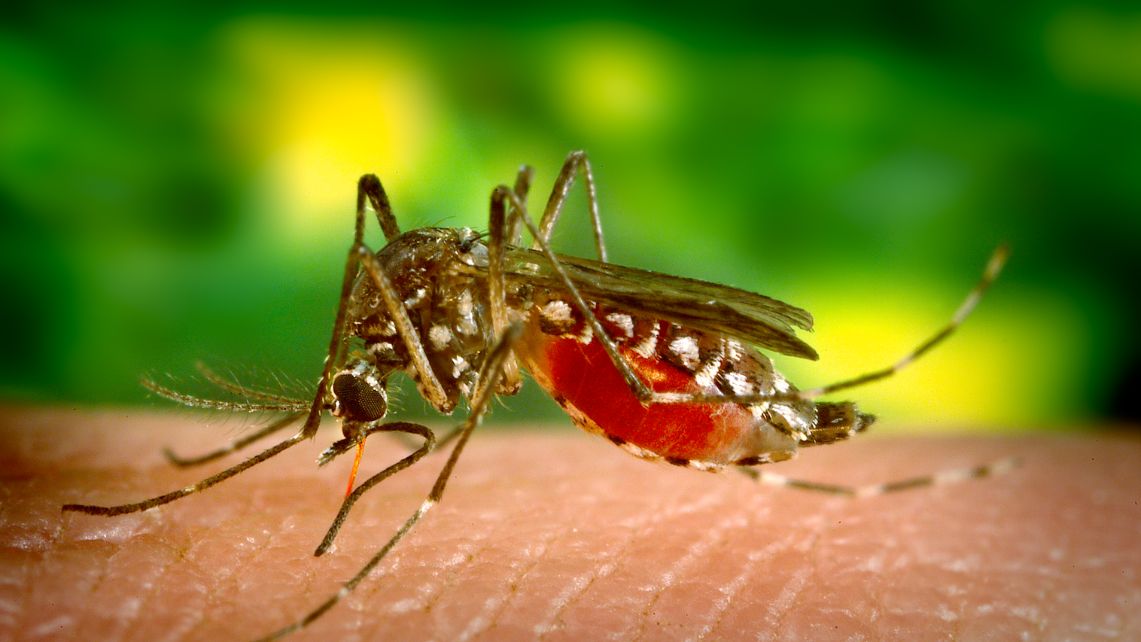 A mosquito