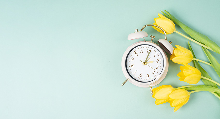 White analog alarm clock rests on a light blue surface beside yellow tulips, symbolizing the start of daylight saving time and changes to sleep routines in spring