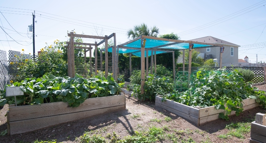 Raised garden beds filled with leafy vegetables and flowering plants sit beneath wooden trellises and shade coverings in a community garden. The sunny outdoor space is surrounded by fencing, nearby homes, and utility poles in the background.