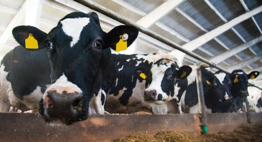 Black-and-white dairy cows with yellow ear tags stand at a feeding trough inside a barn. The image reflects growing concern about H5N1 bird flu spreading to cattle.