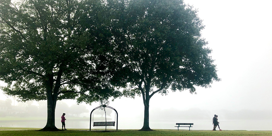 Two large trees along a grassy path beside a body of water, with a bench and people walking in the distance on a misty day
