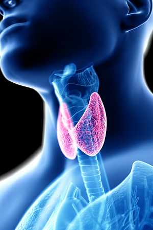 thyroid illustration